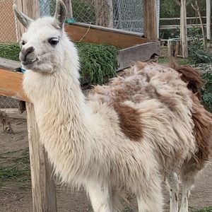 Meet your Posher, Cate